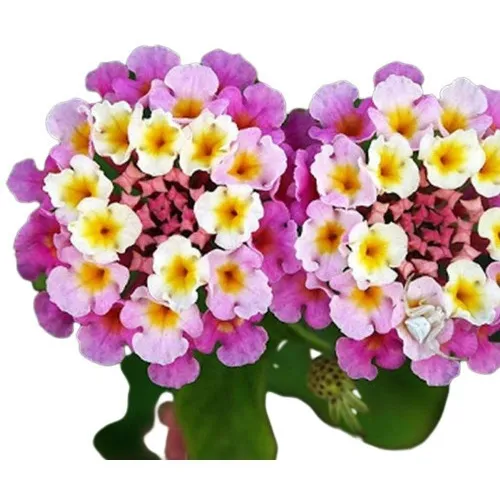 20 Sementes De Lantana Camera Cambará  Flor Apicola Fruta