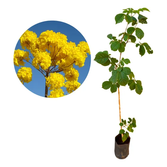 Muda De Ipê Amarelo Já Com 1 Metro - Bem Desenvolvida!
