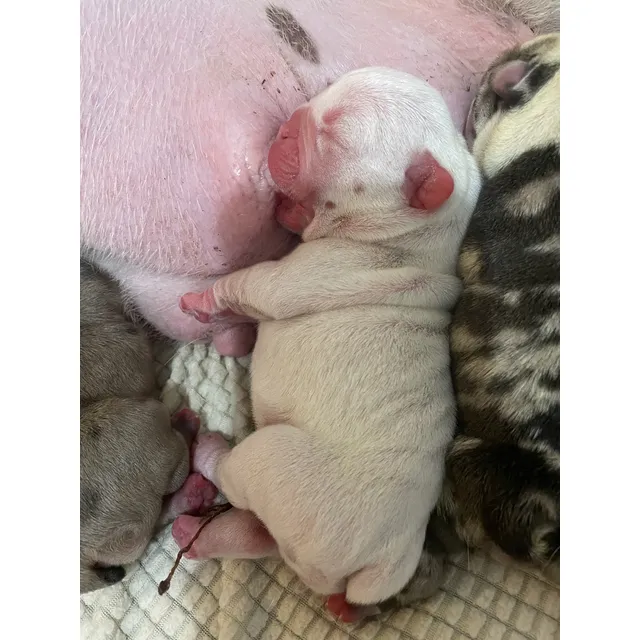 Cachorros Bulldog Inglés (entrega Inmediata)