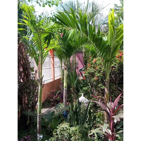 Plantas De Chaguaramo Enano.