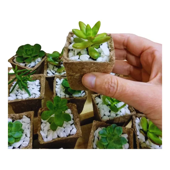 10 Souvenirs Cactus En Maceta Bio Tunas Regalo Empresarial 