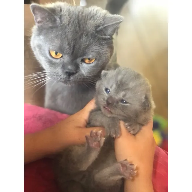 British Shorthair Gatitos