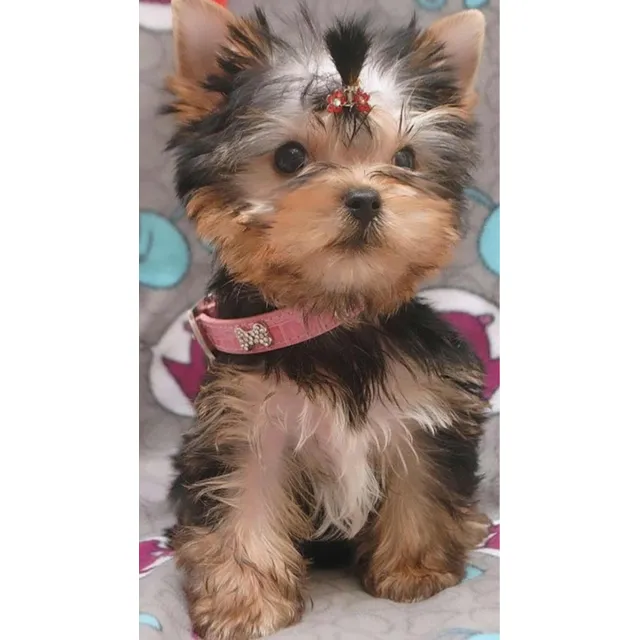 Niña York Shire Terrier Cachorros Yorky Cali Medellin Bogota