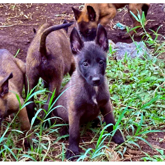 Cachorros Pastor Belga Malinois