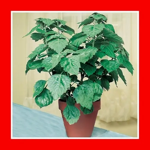 Patchouli De Java - Oriza - Pogostemon - Erva Flor Sementes