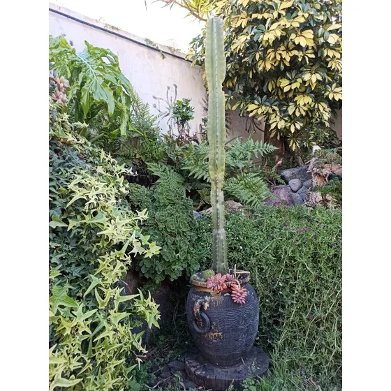  Cactus Grande Con Suculentas