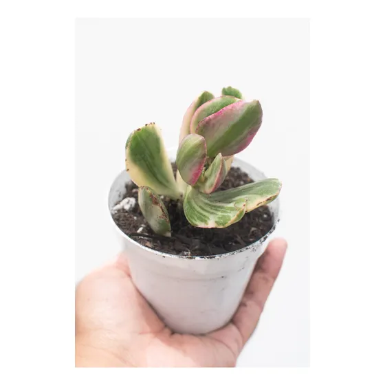 Crassula Ovata Variegado Blanco Suculenta Colección N° 8
