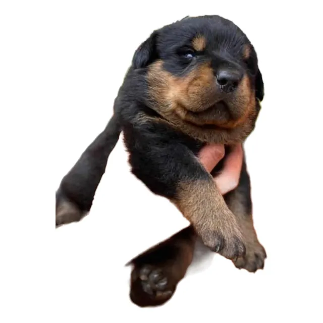 Cachorros Rottweiler Perros Mascotas Disponibles Medellín