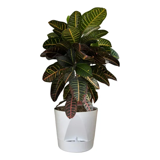 Maceta Cuenca Autorriego Plástica N30 30cm 11.5l