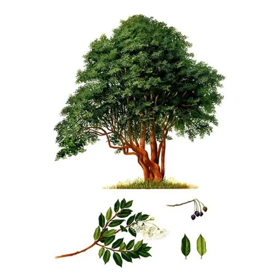Semillas De Arrayán Árbol Nativo