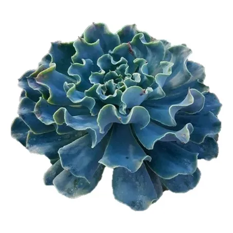 Suculenta Echeveria (luna Azul)