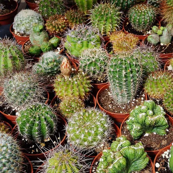30 Semillas De Cactus Suculentas Ideal Cantero Maceta
