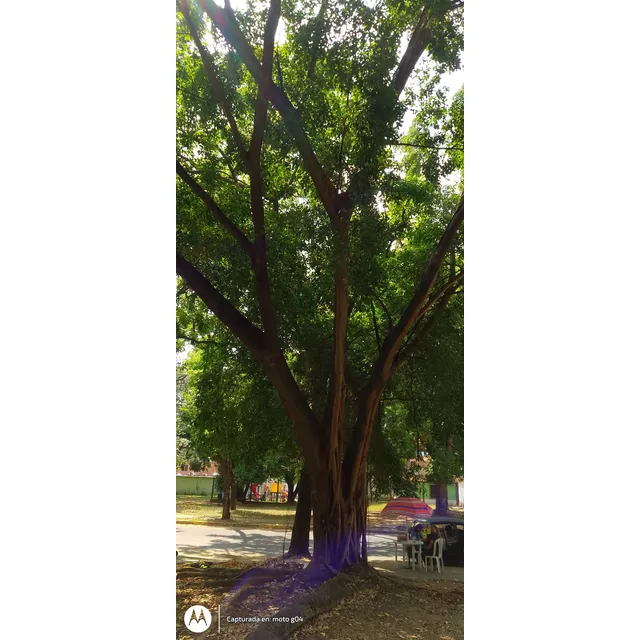 Semilla De Árbol Urbanístico