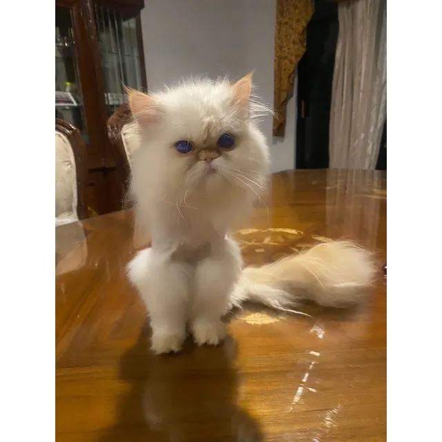 Gato Persa Punto Rojo