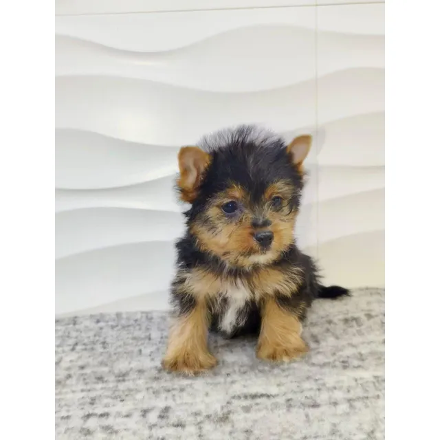Macho De Yorkshire Terrier