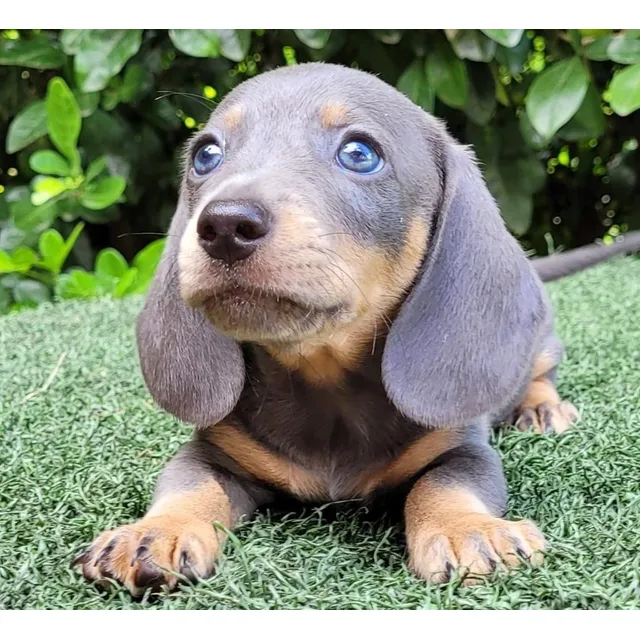 Mini Teckel Blue Salchicha Macho 48 Días Puro Dachshund