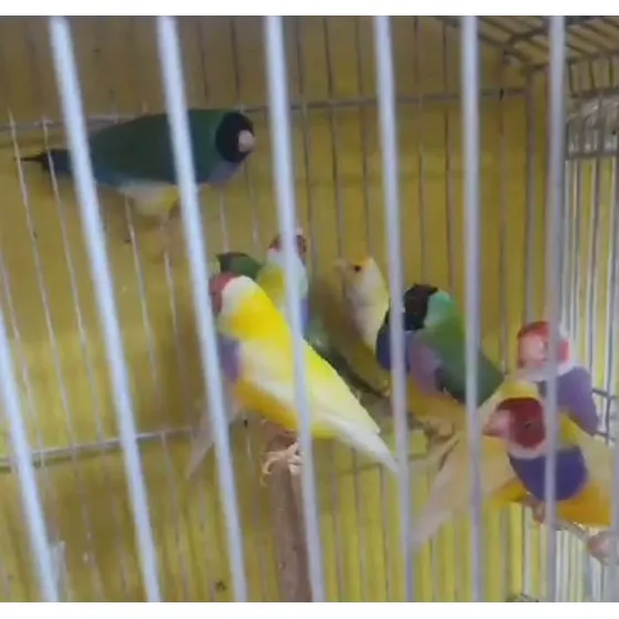 Ave Diamante De Gould: Cores Deslumbrantes E Encanto Exótico