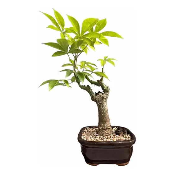 Bonsai Planta Palo Borracho 18 Años Maceta Esmaltada N4