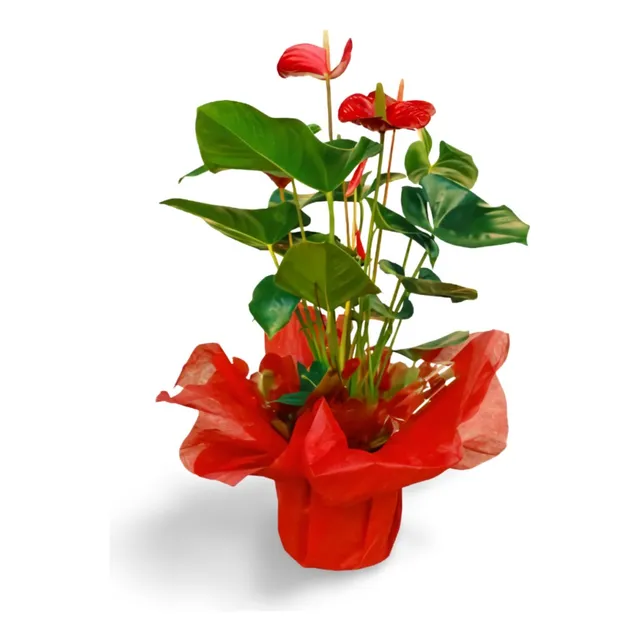 Planta Muerdago Para Regalar