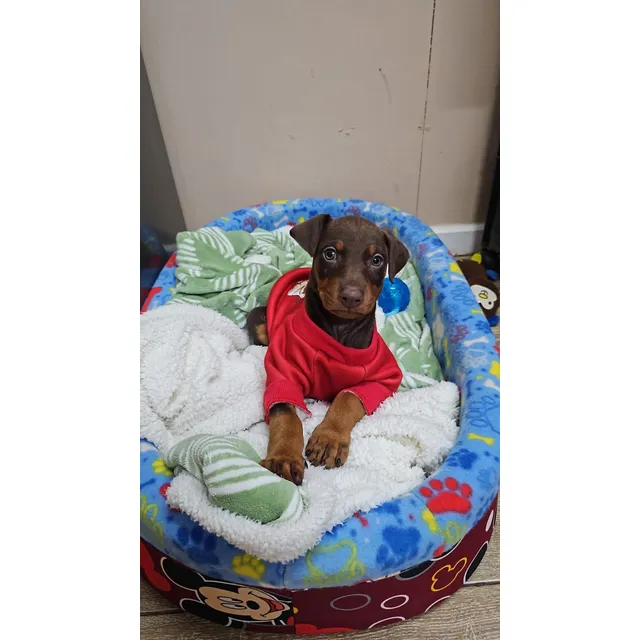 Doberman , Perro Bebe . Café