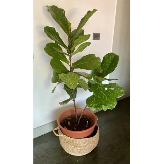 Ficus Lyrata Grande Planta Natural
