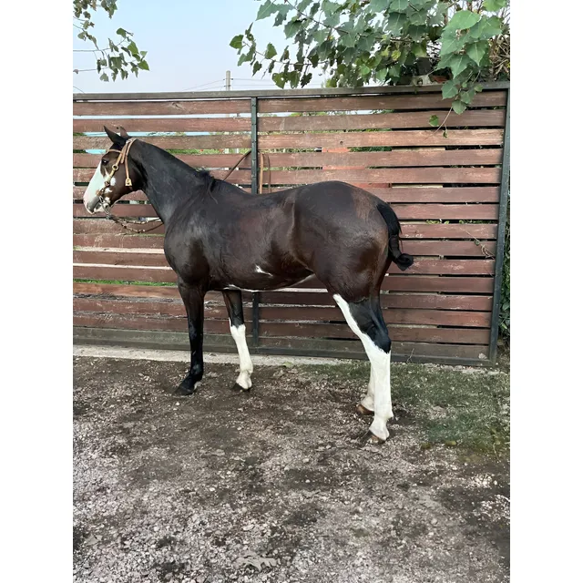 Caballo Manso De Andar