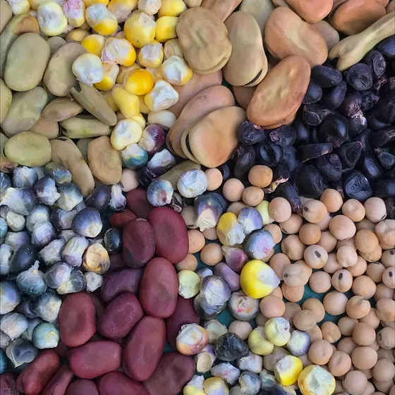 Semillas De Colores- Maíces- Habas Y Arveja