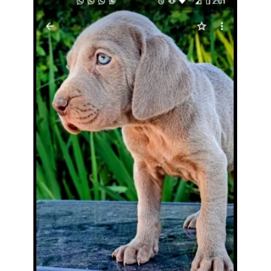 Cachorros Weimaraner ! Pedigree Criadero Fiormay