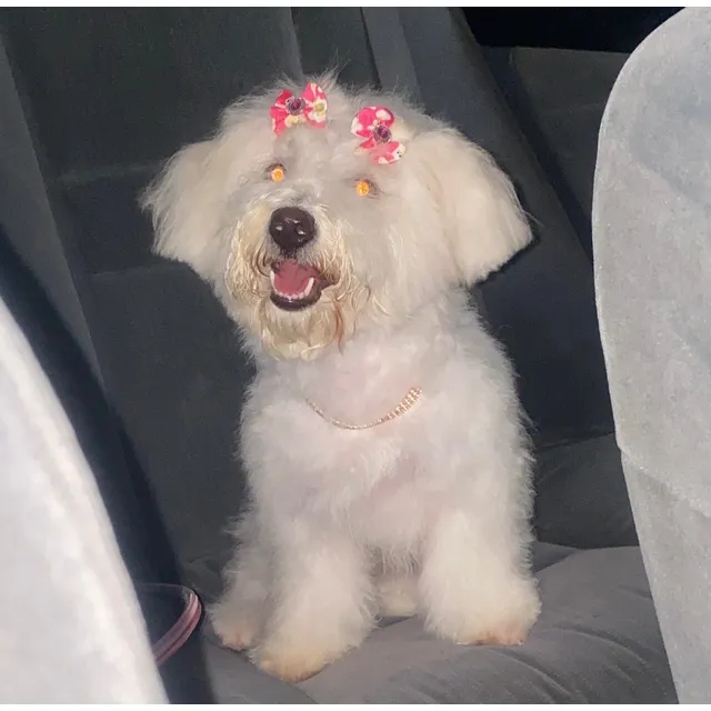 Mal-shi ( Encuentro De Maltés Y Shih-tzu) - Perro De Raza