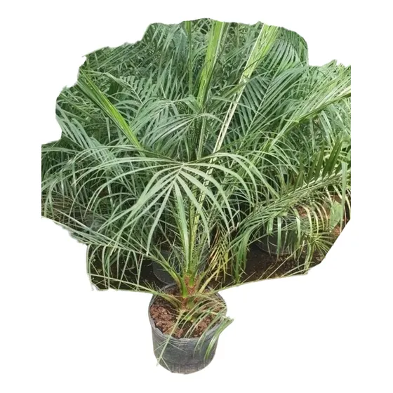 Palmera Pigmea Fénix 1.10alt.