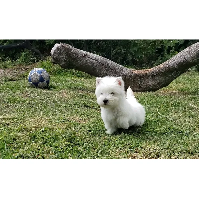 Hermosos  Westy Terrier  Puppies 