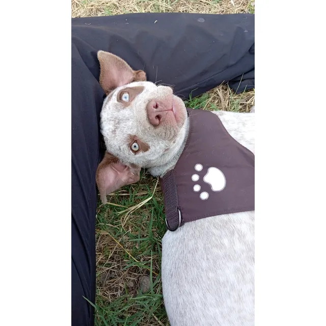 Perrita Pitbull Solo Trujillo En Busca De Un Buen Hogar.