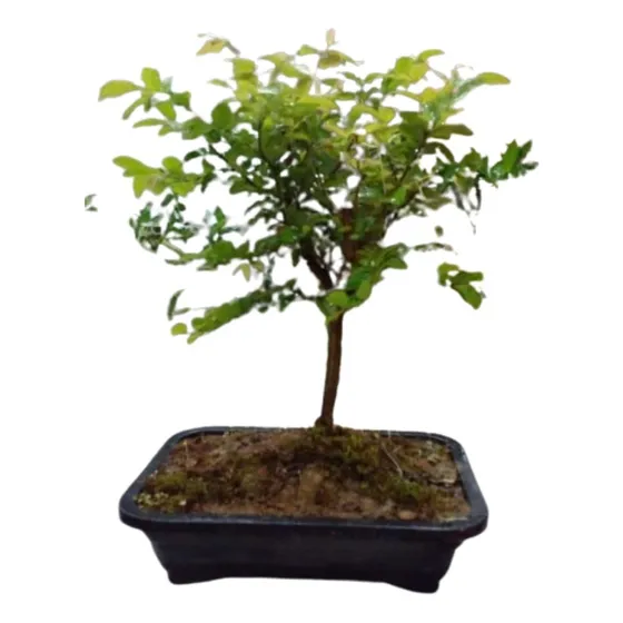 Bonsái Diferentes Especias Plantas  