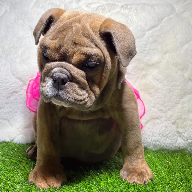 Bulldog Inglés (cachorros Eduancann)
