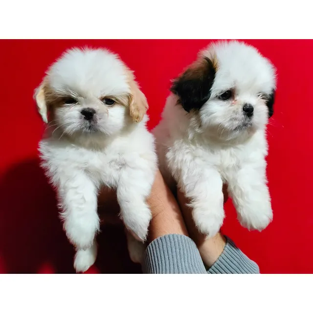 Cachorritos Shihtzu Machos