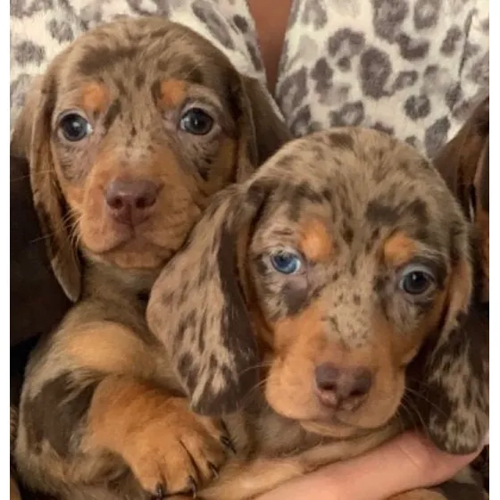 Dachshund Salchicha Mini Pelo Corto