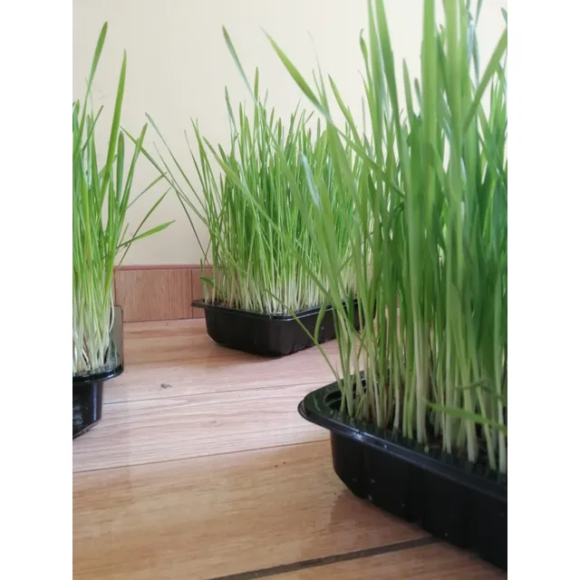 Pasto Para Gatos Catgrass Hierba Gatera Michi Sano Y Feliz