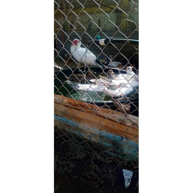 Patos Criollos