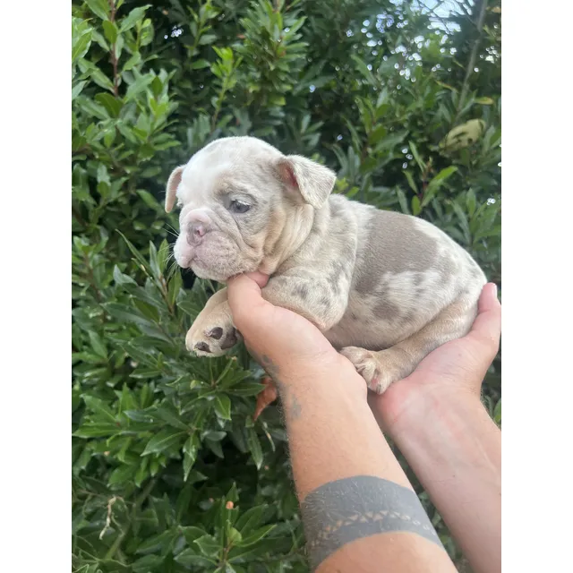 Cachorro Bulldog Inglés Exotico Lilac Tri Merle