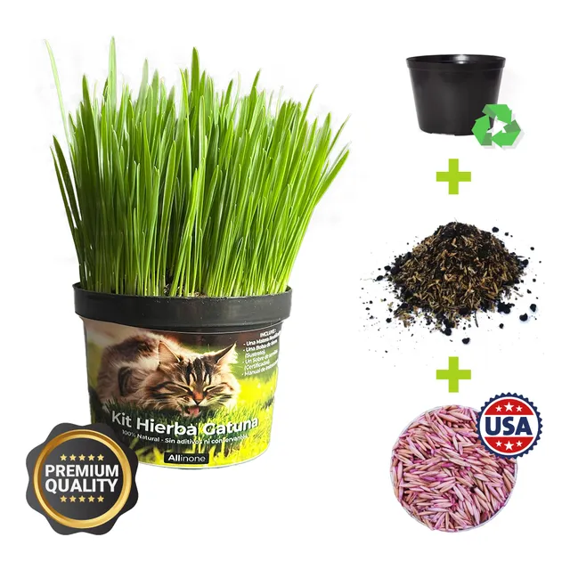 Kit Pasto Gato Hierba Gatera