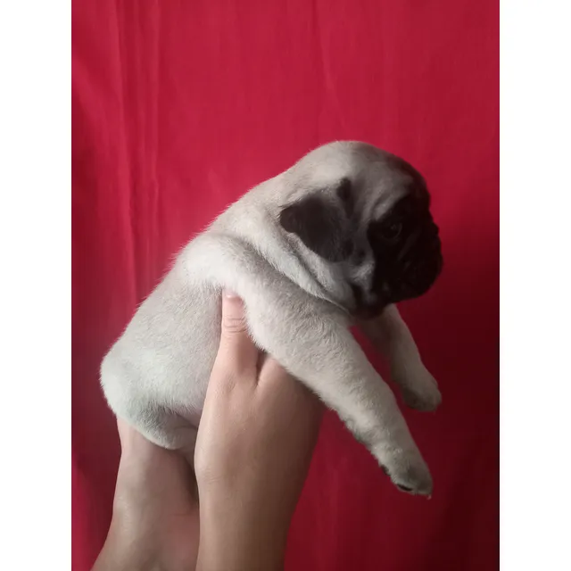 Cachorras Pug Carlino