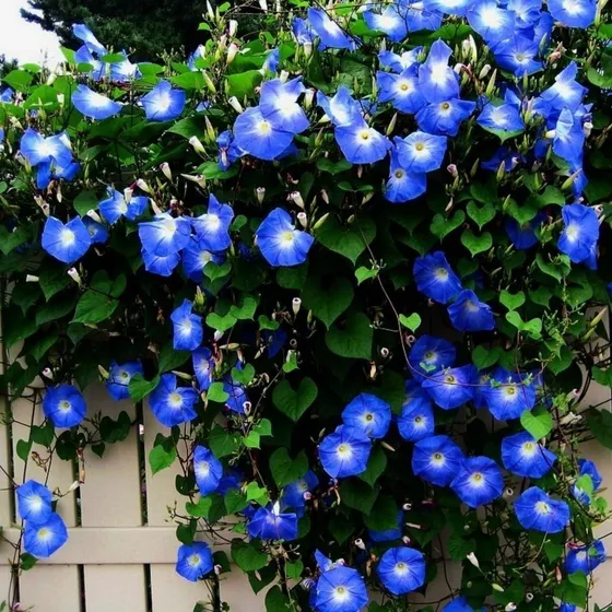 10  Semillas Trepadora Suspiro Azul