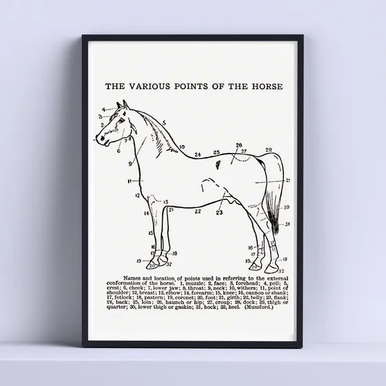 Cuadro Caballo Partes Dibujo Minimalista 30x40cm Con Vidrio