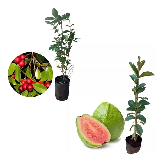 Combo 2 Plantas Frutales - Arazá Rojo Y Guayaba Tropical!!!