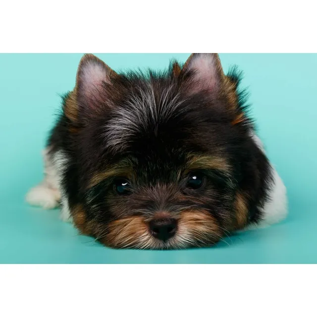 Perros Yorkie Biewer Cachorros Bucaramanga Pereira Manizales