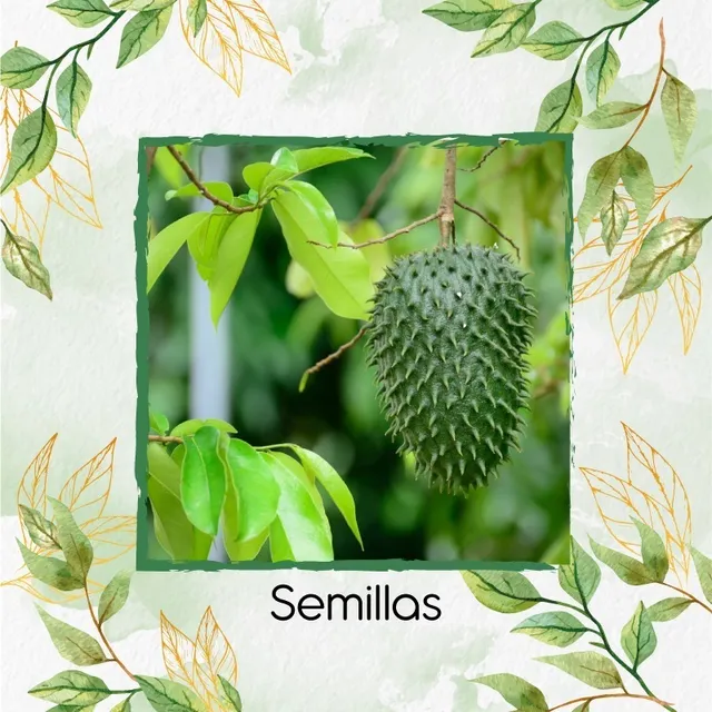 200 Semillas De Fruta Guanábana 