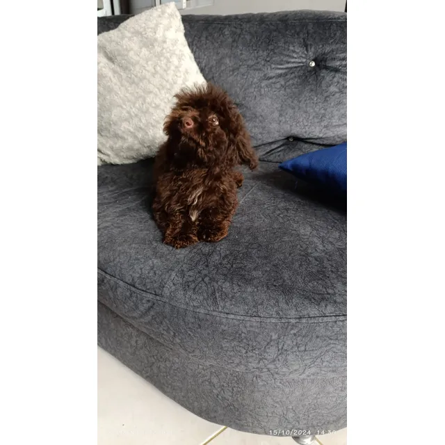 Perros Mini Toy Chocolate Cachorros Medellín Bogotá Cali