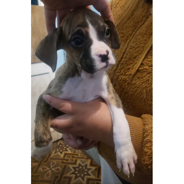 Cachorros De Raza Boxer Americanos