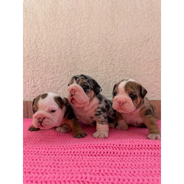 Cachorros Bulldog Inglés Exótico