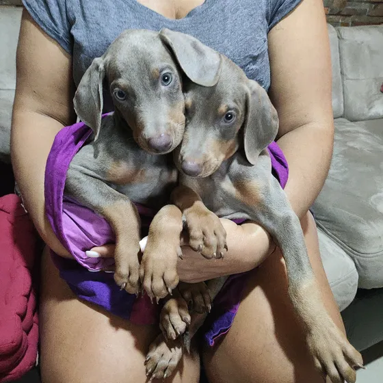 Cachorros Doberman Dos Meses Desparacitados, Vacunados